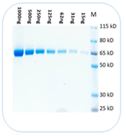 Protein Stain Buffer valmistettu Yhdysvalloissa